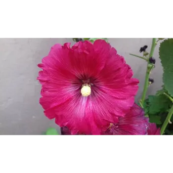 Red Gebera Flower